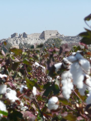 Le théatre de Milet au milieu des champs de coton